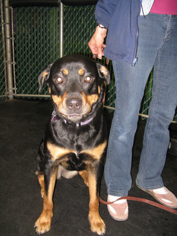 Yappy hour hosted by Central Bark