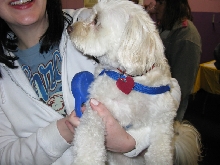 Yappy hour hosted by Central Bark