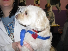 Yappy hour hosted by Central Bark