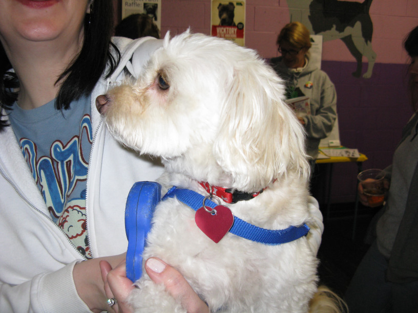 Yappy hour hosted by Central Bark