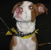 Yappy hour hosted by Central Bark
