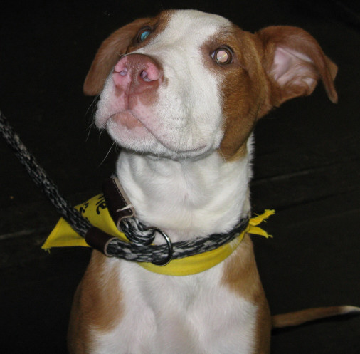 Yappy hour hosted by Central Bark
