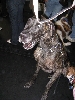 Yappy hour hosted by Central Bark