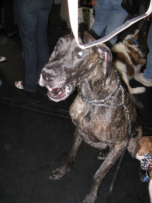 Yappy hour hosted by Central Bark