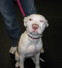 Yappy hour hosted by Central Bark