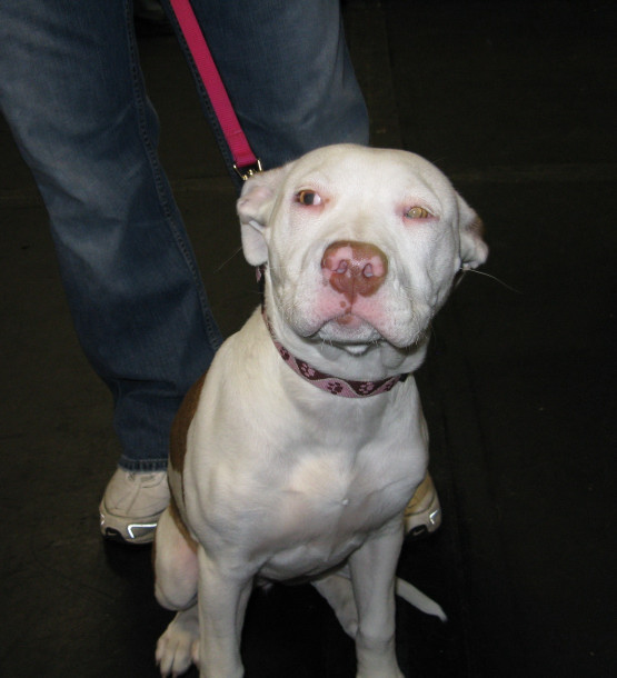Yappy hour hosted by Central Bark