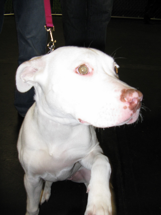 Yappy hour hosted by Central Bark