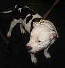 Yappy hour hosted by Central Bark