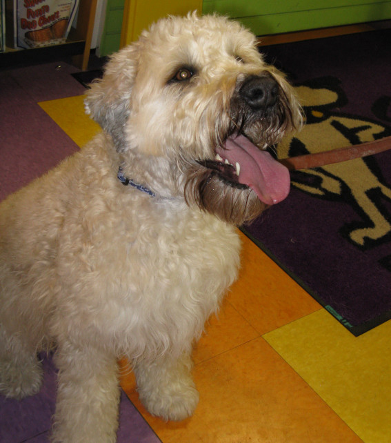 Yappy hour hosted by Central Bark