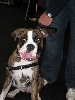 Yappy hour hosted by Central Bark