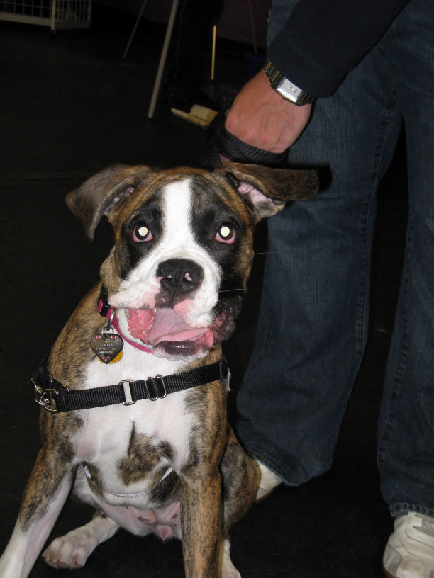 Yappy hour hosted by Central Bark