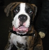 Yappy hour hosted by Central Bark