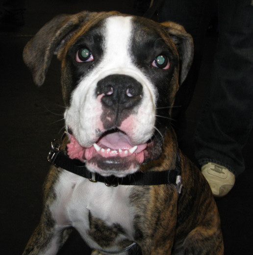 Yappy hour hosted by Central Bark
