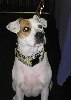 Yappy hour hosted by Central Bark