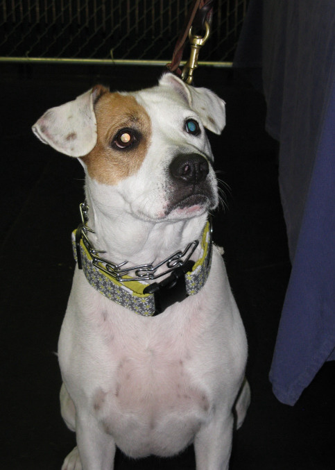 Yappy hour hosted by Central Bark