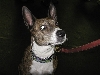 Yappy hour hosted by Central Bark