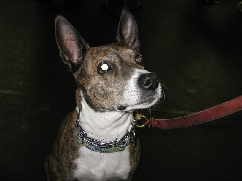 Yappy hour hosted by Central Bark