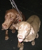 Yappy hour hosted by Central Bark