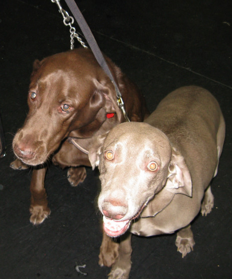 Yappy hour hosted by Central Bark