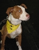 Yappy hour hosted by Central Bark