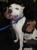 Yappy hour hosted by Central Bark