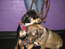 Yappy hour hosted by Central Bark