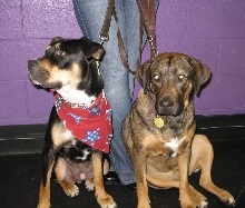Yappy hour hosted by Central Bark