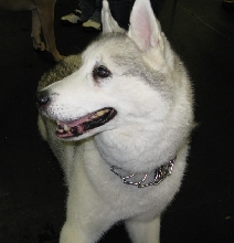 Yappy hour hosted by Central Bark