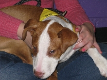 Yappy hour hosted by Central Bark