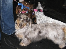 Yappy hour hosted by Central Bark