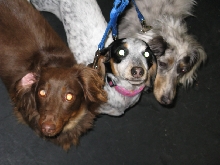 Yappy hour hosted by Central Bark