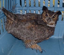 owl