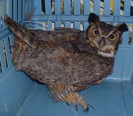owl