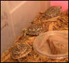 Pancake Torts