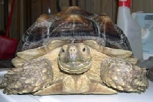 Petunia