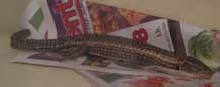 Plated Lizard