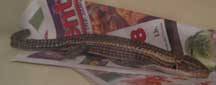Plated Lizard