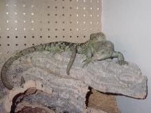 James Wilson's Skink Enclosures