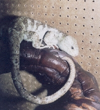 James Wilson's Skink Enclosures