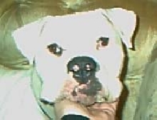 Brutus
