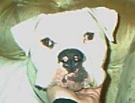 Brutus