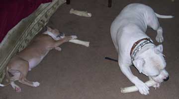 The battle of the Rawhides