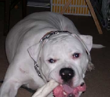The battle of the Rawhides