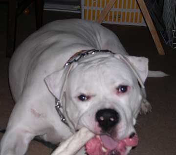 The battle of the Rawhides