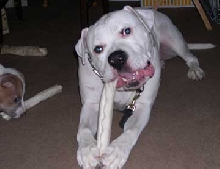 The battle of the Rawhides