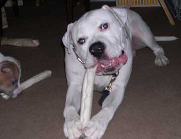 The battle of the Rawhides