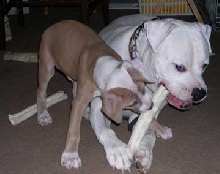 The battle of the Rawhides