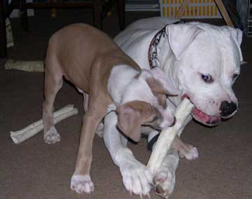 The battle of the Rawhides