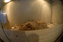 Argus Monitor