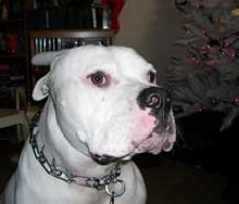 Brutus the Red Nose Reindeer